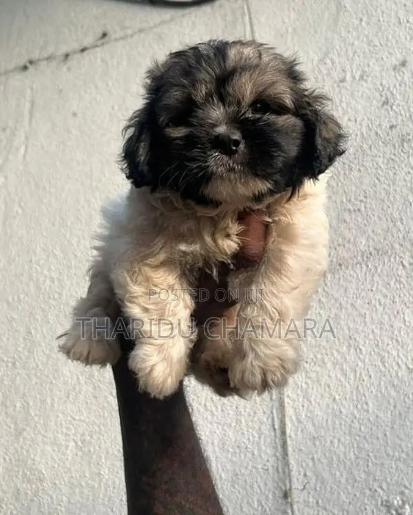 Terrier puppies