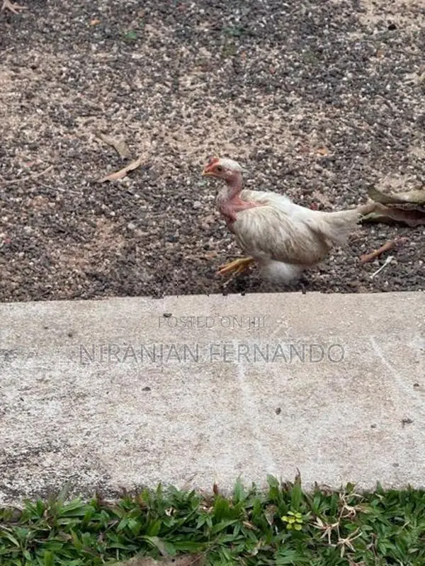 ගම් කුකුල් පැටවුන්