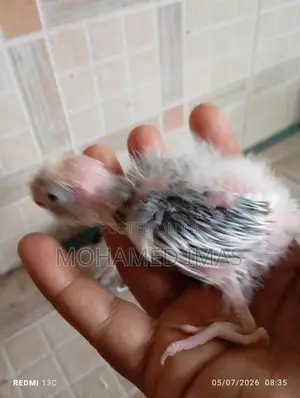 කොක්ටේල් පැටවුන්