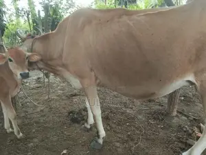 பால்மாடு