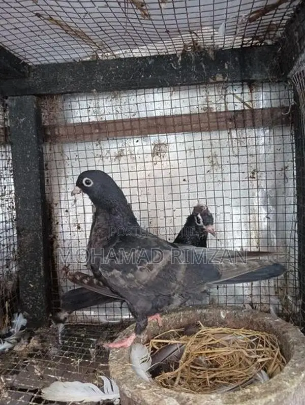 Pigeon