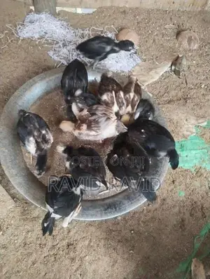 Rooster Chicks