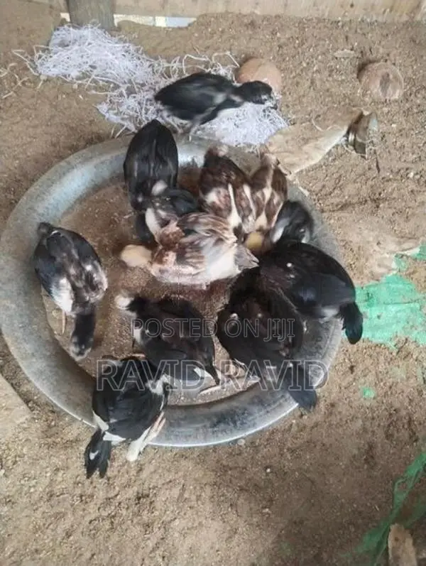 Rooster Chicks