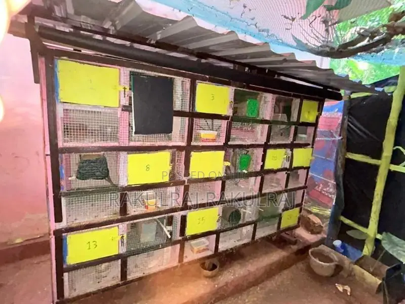 Bird Cage