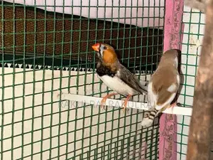 Finches Birds