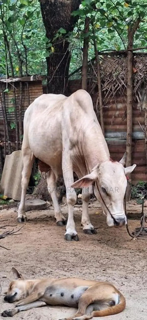 Farm Cow