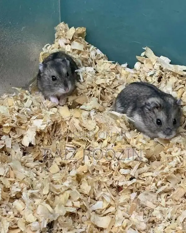 Cambell Hamster