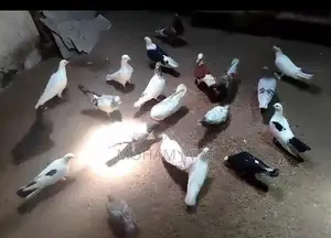 Pigeons