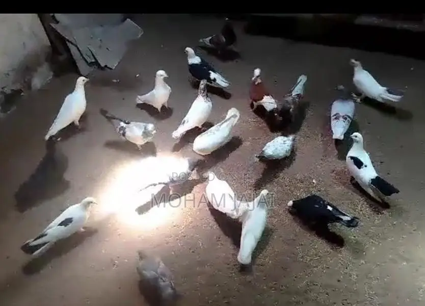 Pigeons