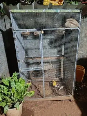 Cage for Birds