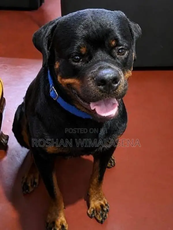 1 Year and 6 Months Old Male Rottweiler
