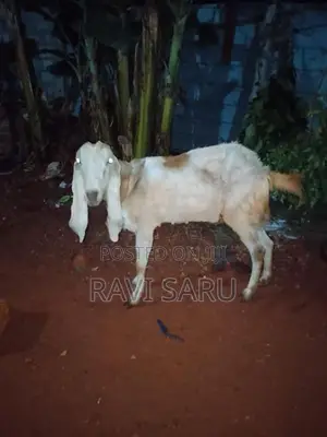 Farm Goat