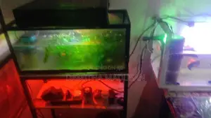 Fish Tank