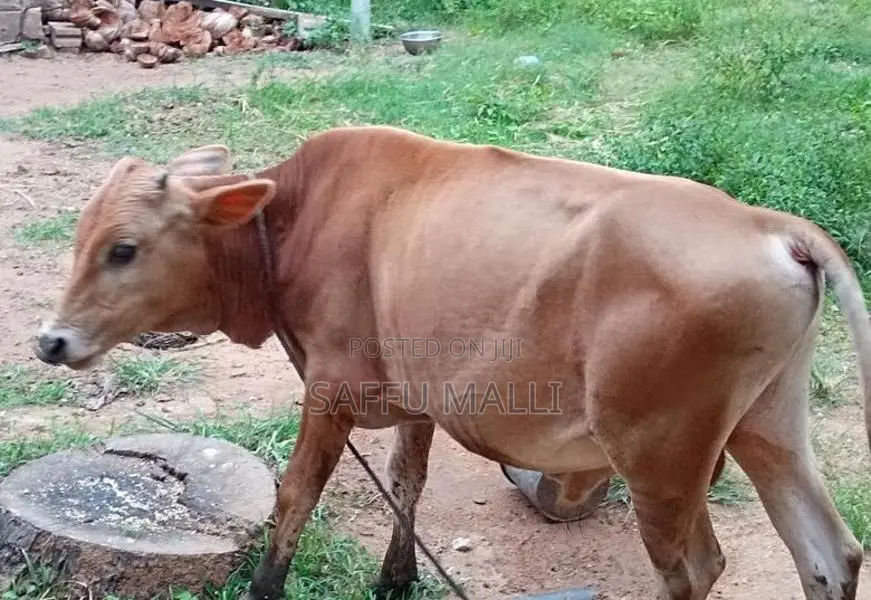 Native Cattle