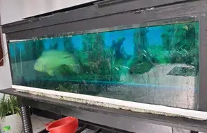 Oscar Fish with Aquarium Tank