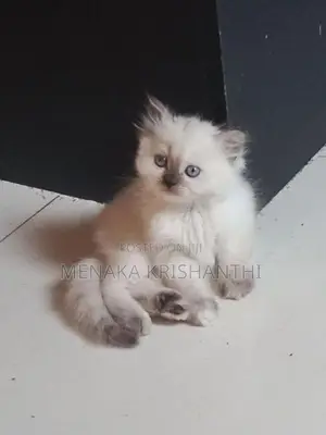 persian kitten