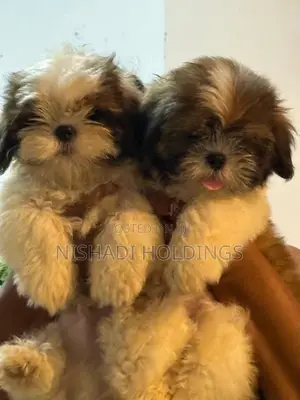 Shih Tzu