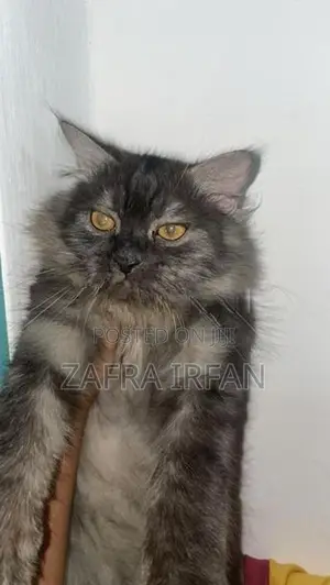 persian cat 7 month old male
