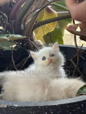 Persian cat