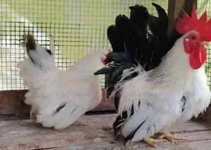 Black Tail Japanese Farm Chick
