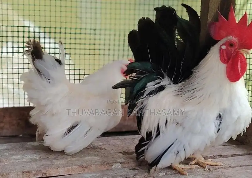 Black Tail Japanese Farm Chick