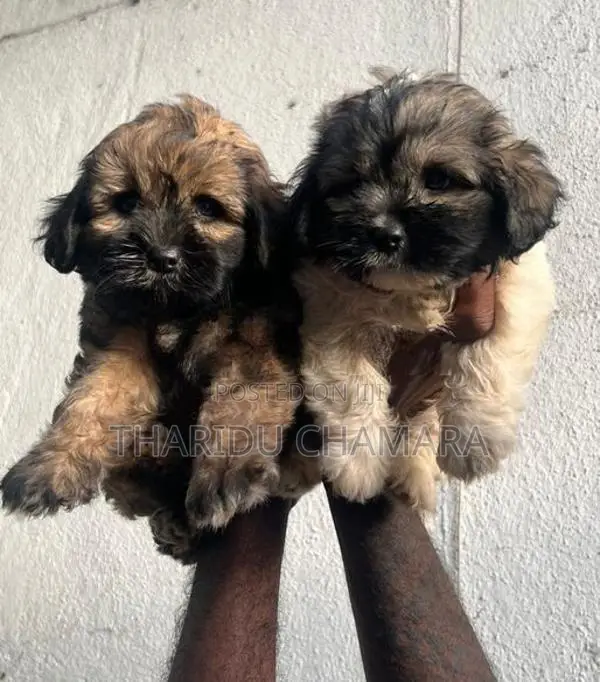 Terrier puppies
