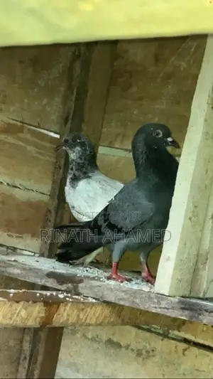 Pigeon