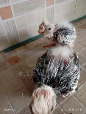 කොක්ටේල් පැටවුන්