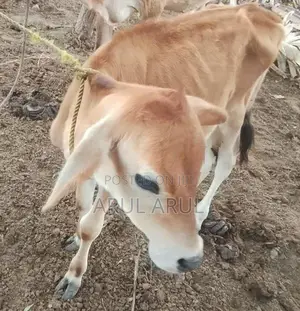 பால்மாடு