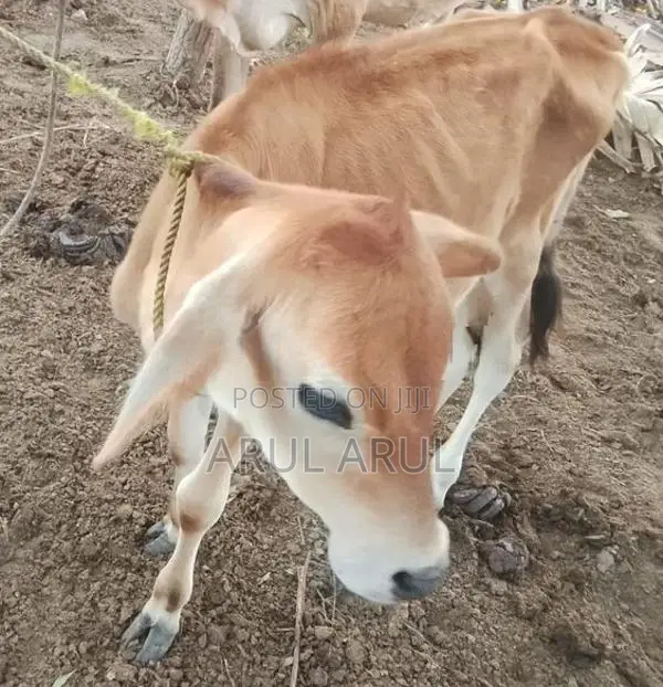 பால்மாடு