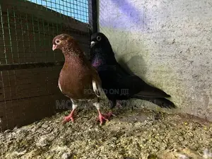 Pigeon
