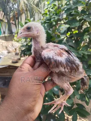 Rooster Chicks