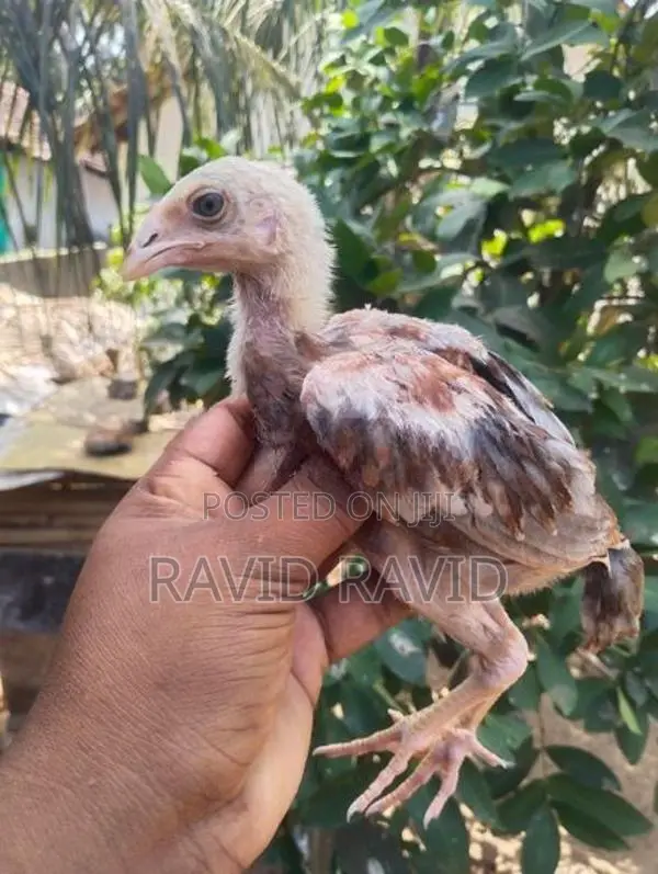Rooster Chicks