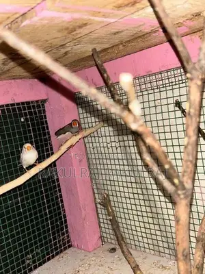 Finches Birds