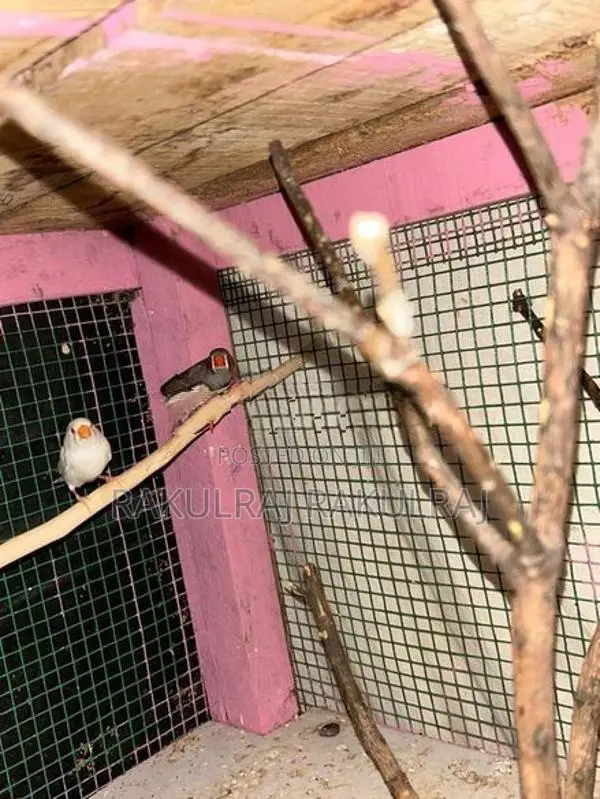 Finches Birds