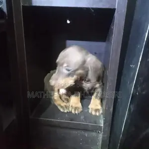 Dachshund Puppy