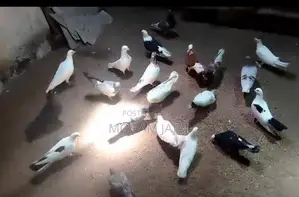 Pigeons
