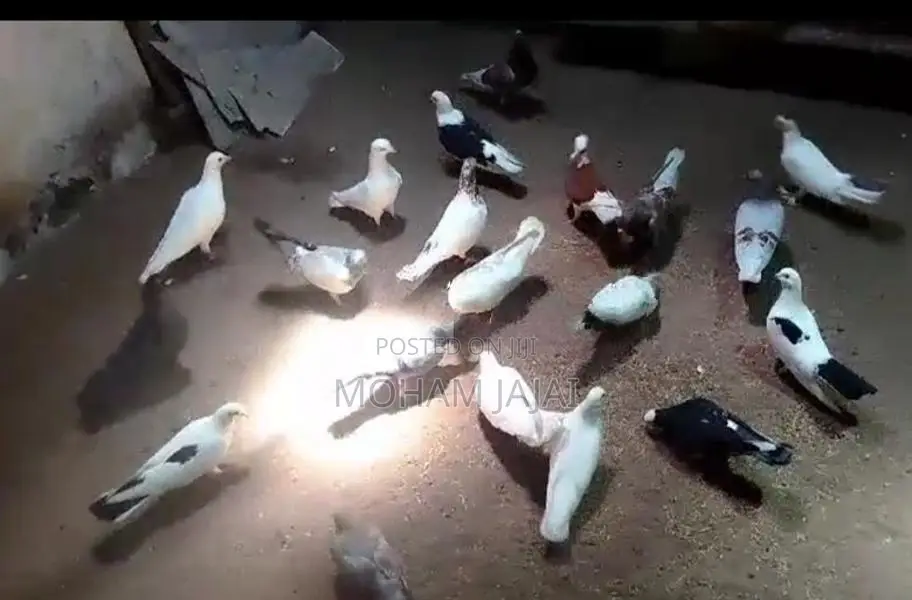 Pigeons