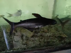 Black Catfish