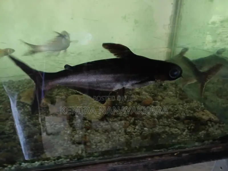 Black Catfish
