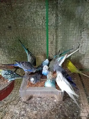 Love Birds