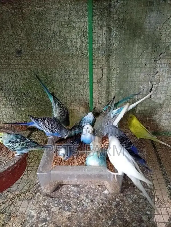 Love Birds