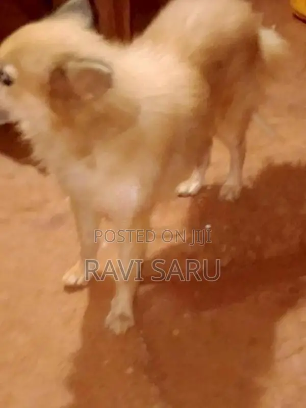 Pomeranian Dog