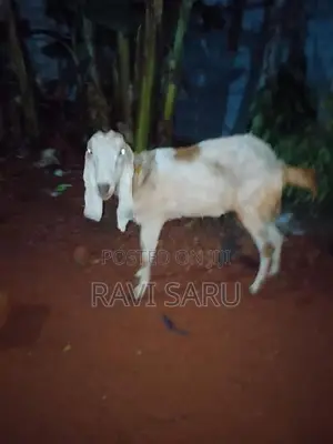 Farm Goat