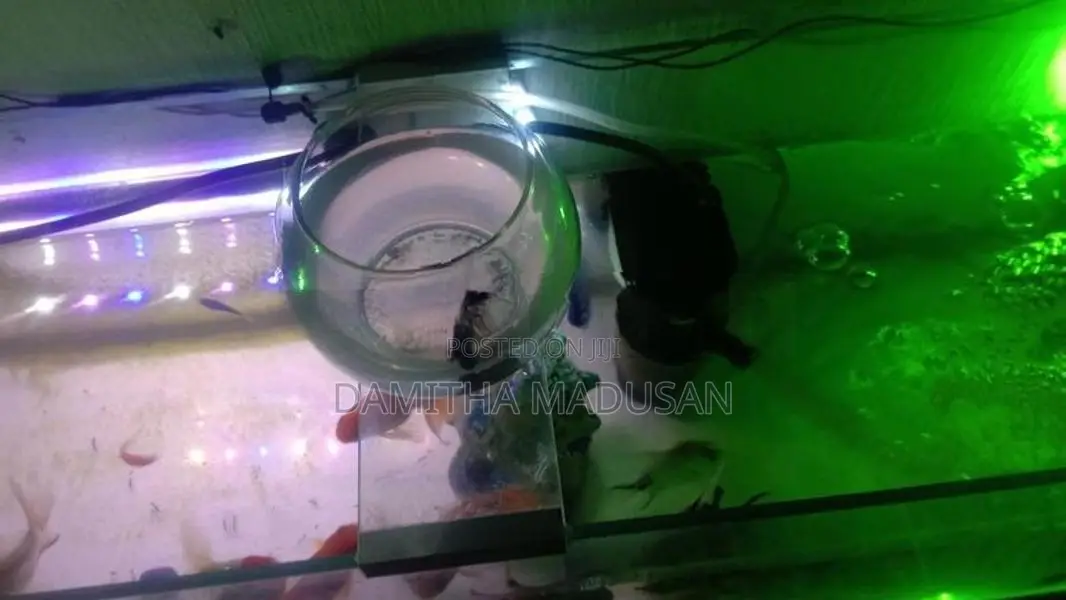 Fish Tank