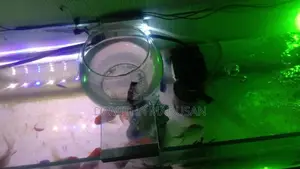 Fish Tank