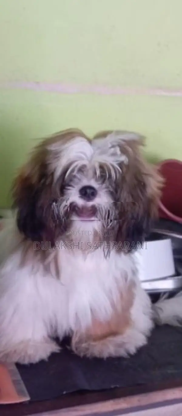 Shih Tzu Puppy