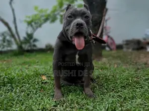 American Bully