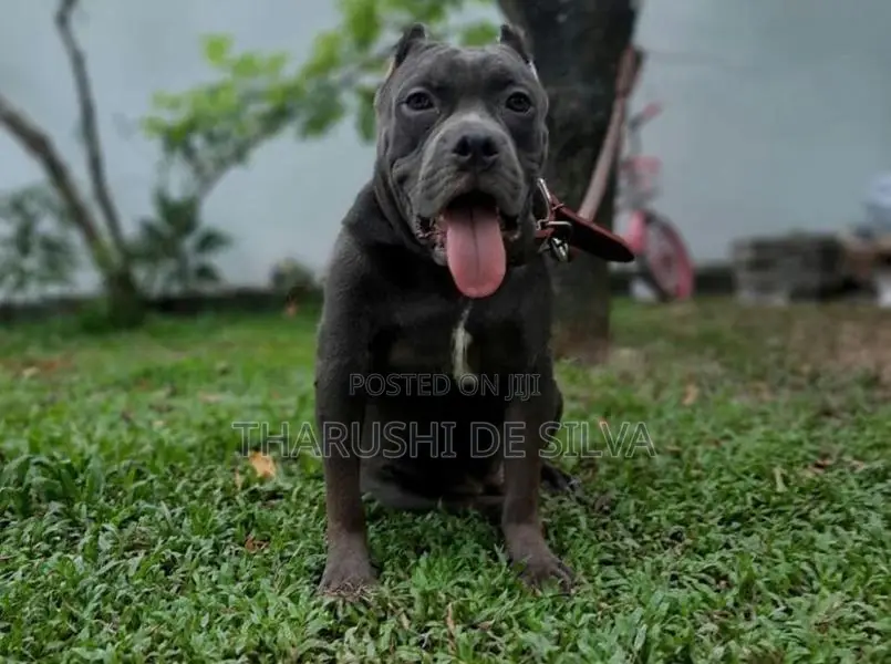 American Bully