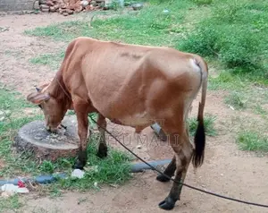 Native Cattle